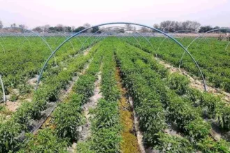 Farming usage and types of farming in Pakistan